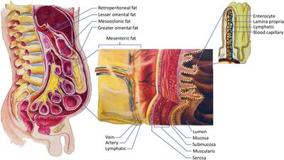 Why Do Men Accumulate Abdominal Visceral Fat?